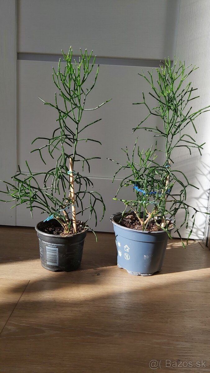Hattiora cylindrica