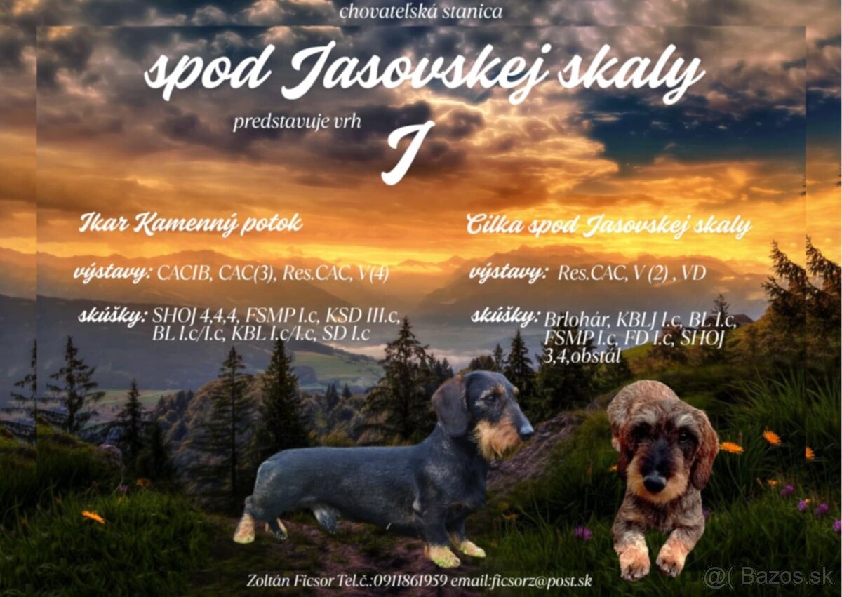 Predam steniatka jazvecíka
