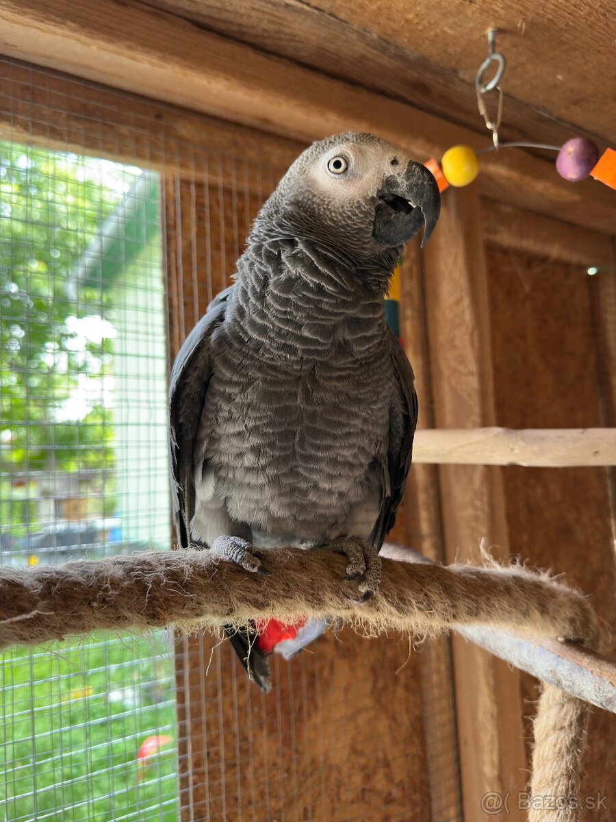 Zako Kongo kupim