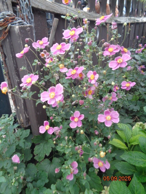 Anemonka