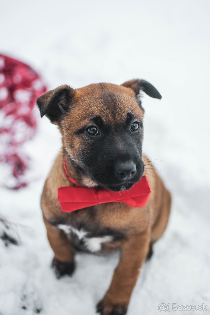 Belgický ovčiak šteniatka s PP