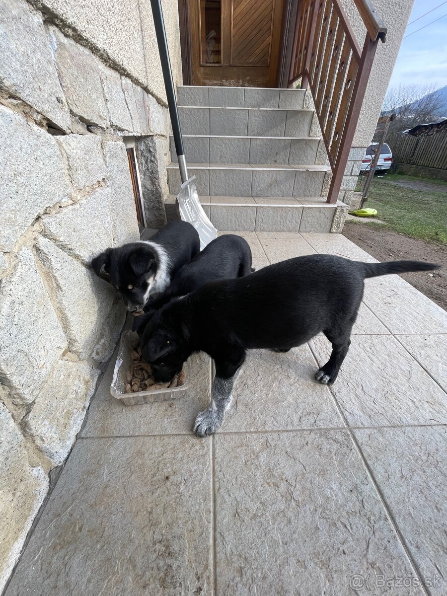 bordel kolia x nemecky ovciak