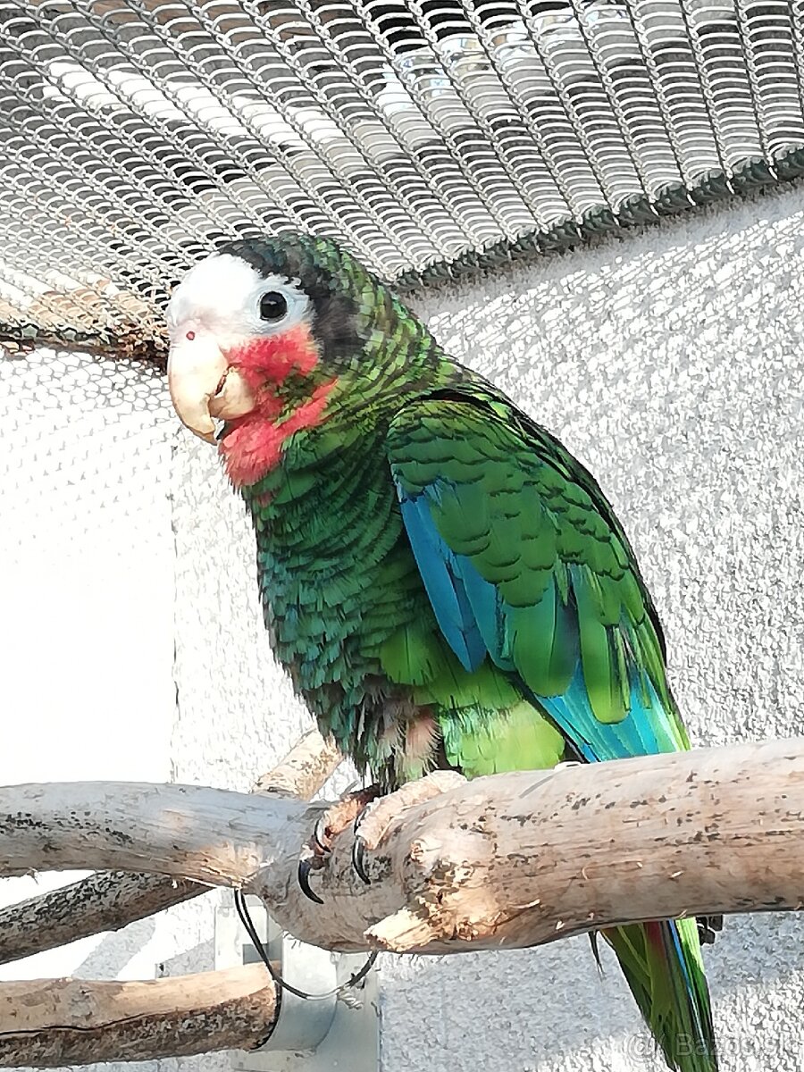 Amazoňan kubánsky