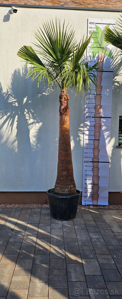 Palma 4 Washingtonia Robusta