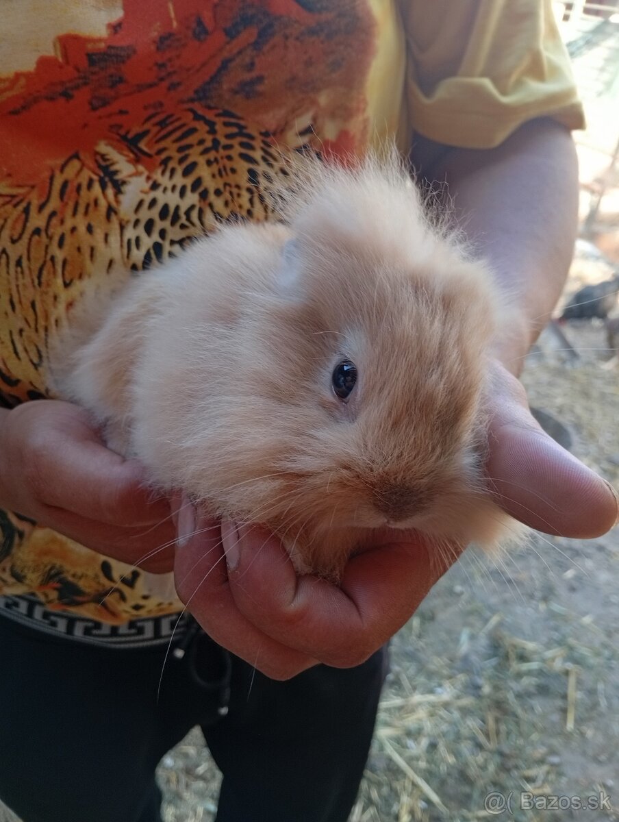 Zakrsly zajačik