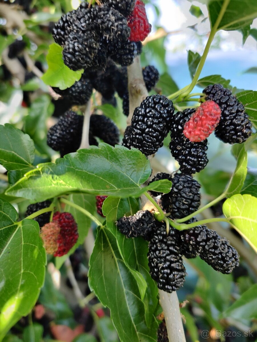 Predám čerstvo trhané plody moruše čiernej