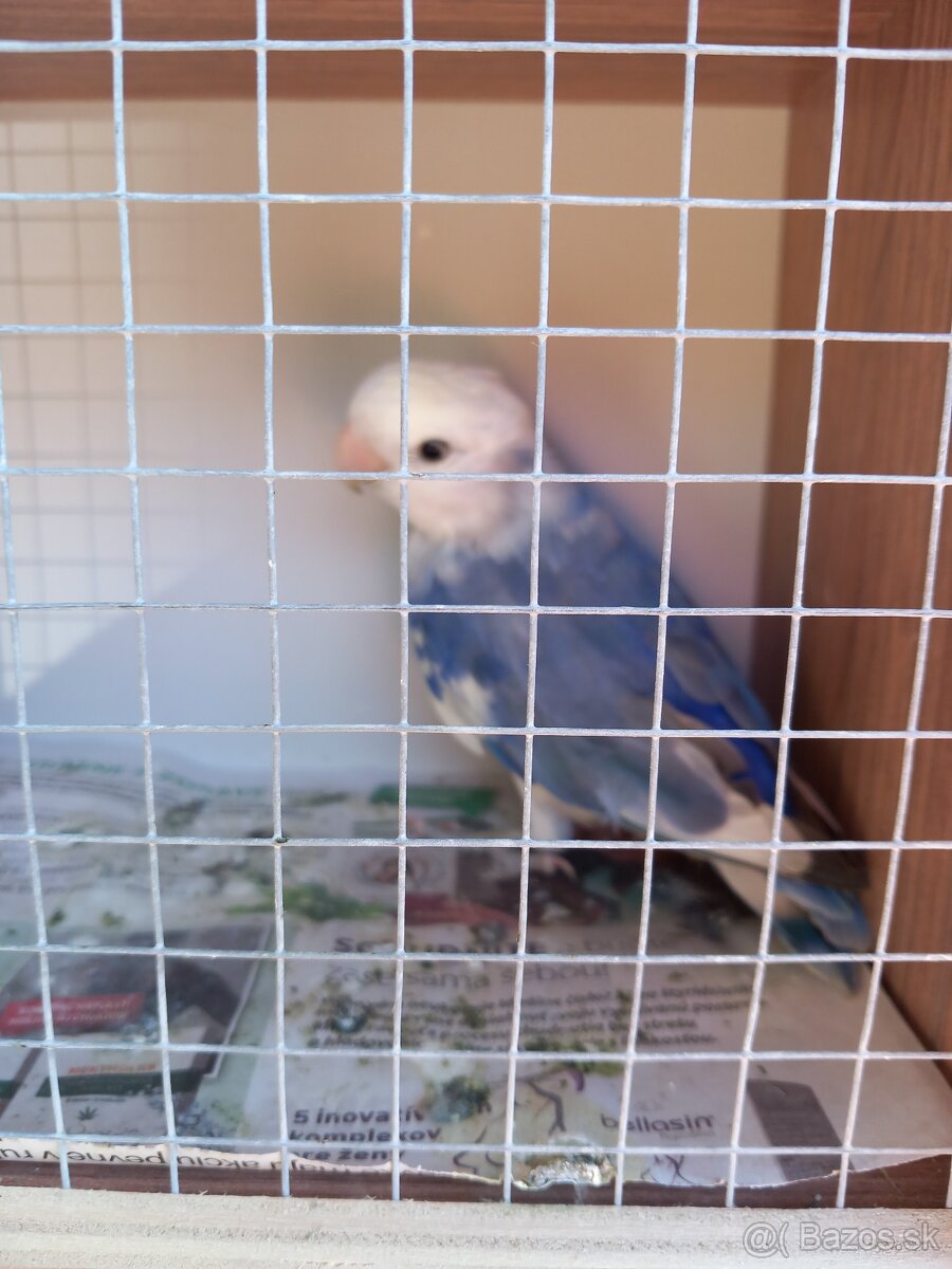 Agapornis ružovohrdlý