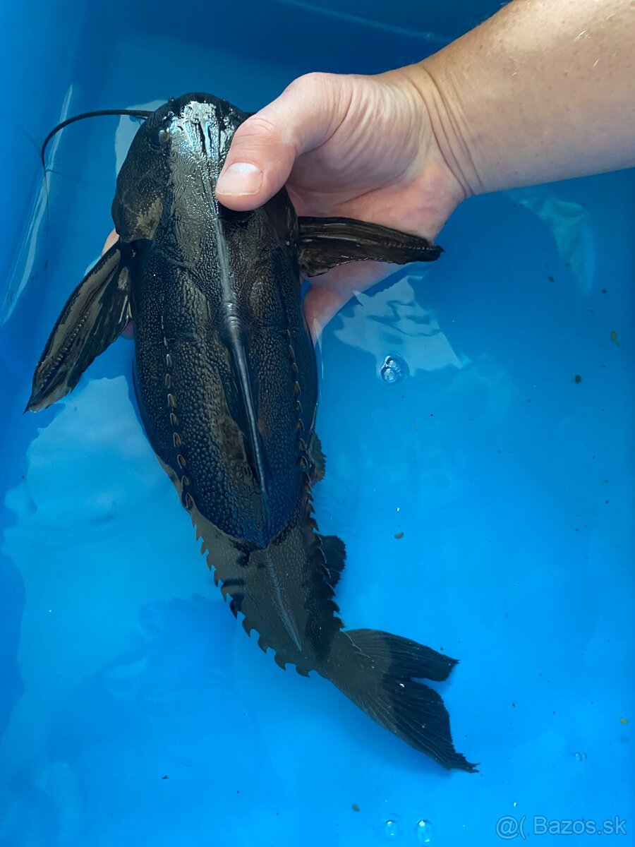 Pterodoras granulosus