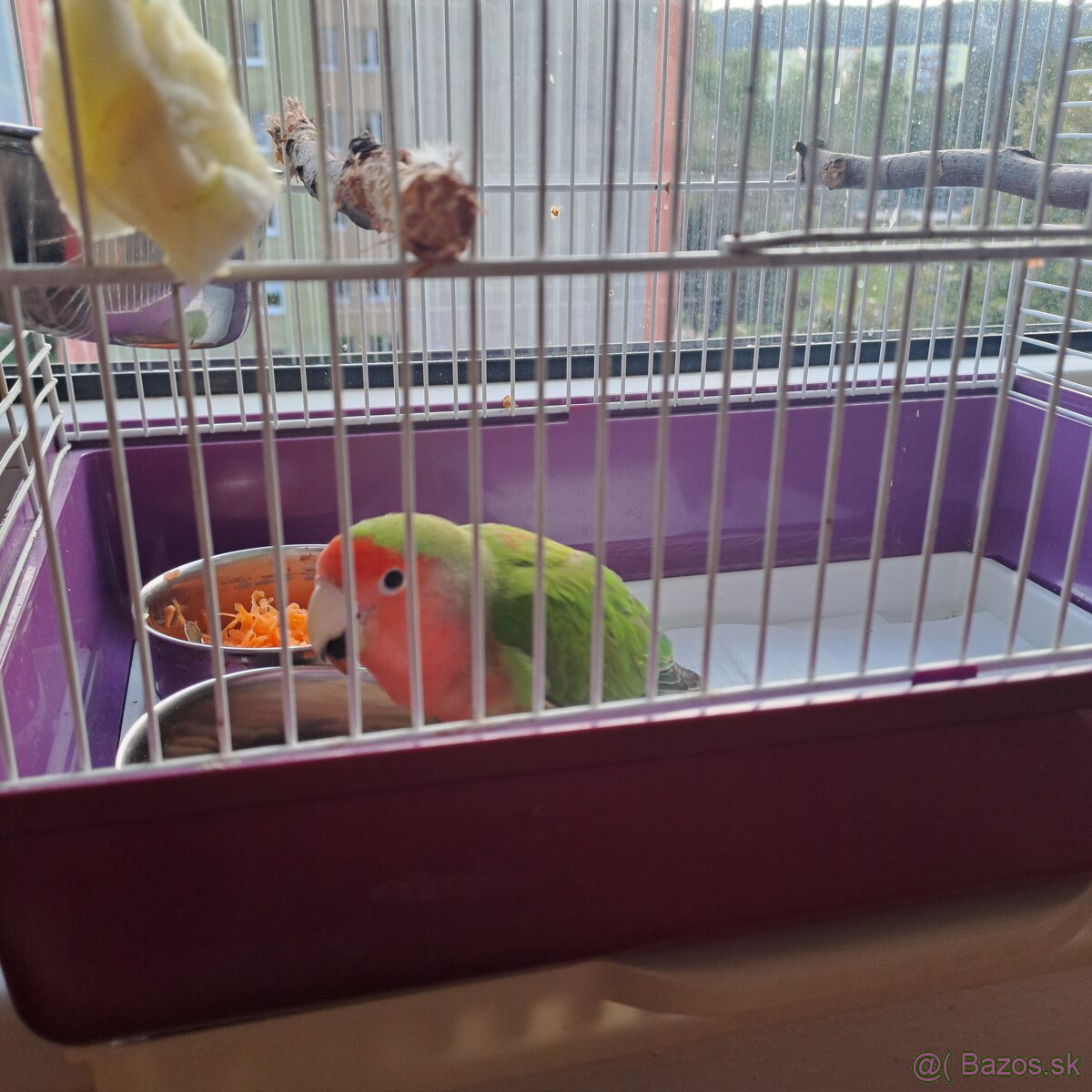 Agapornis ružovokrký
