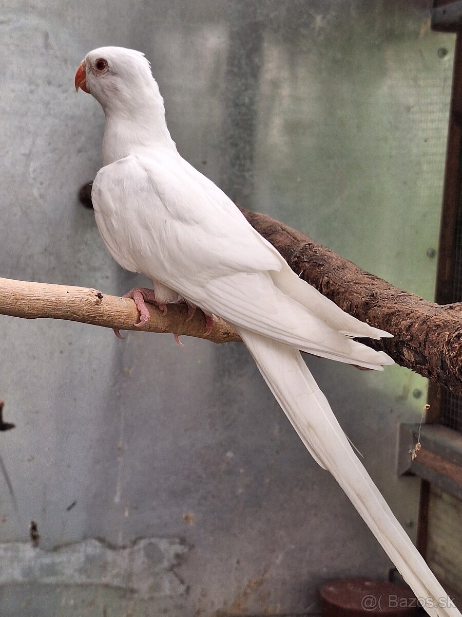 Papagáj alexandrin- princ