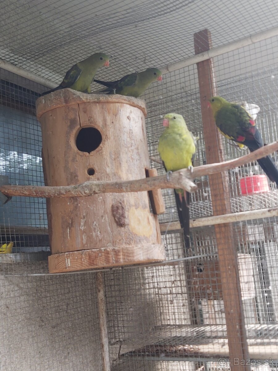 Predám rôzne druhy papagájov
