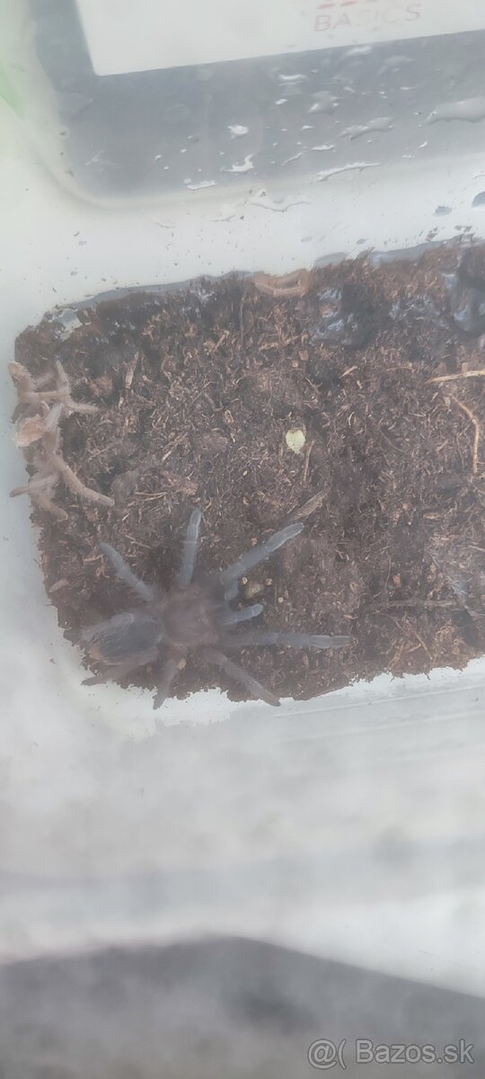A.seemani