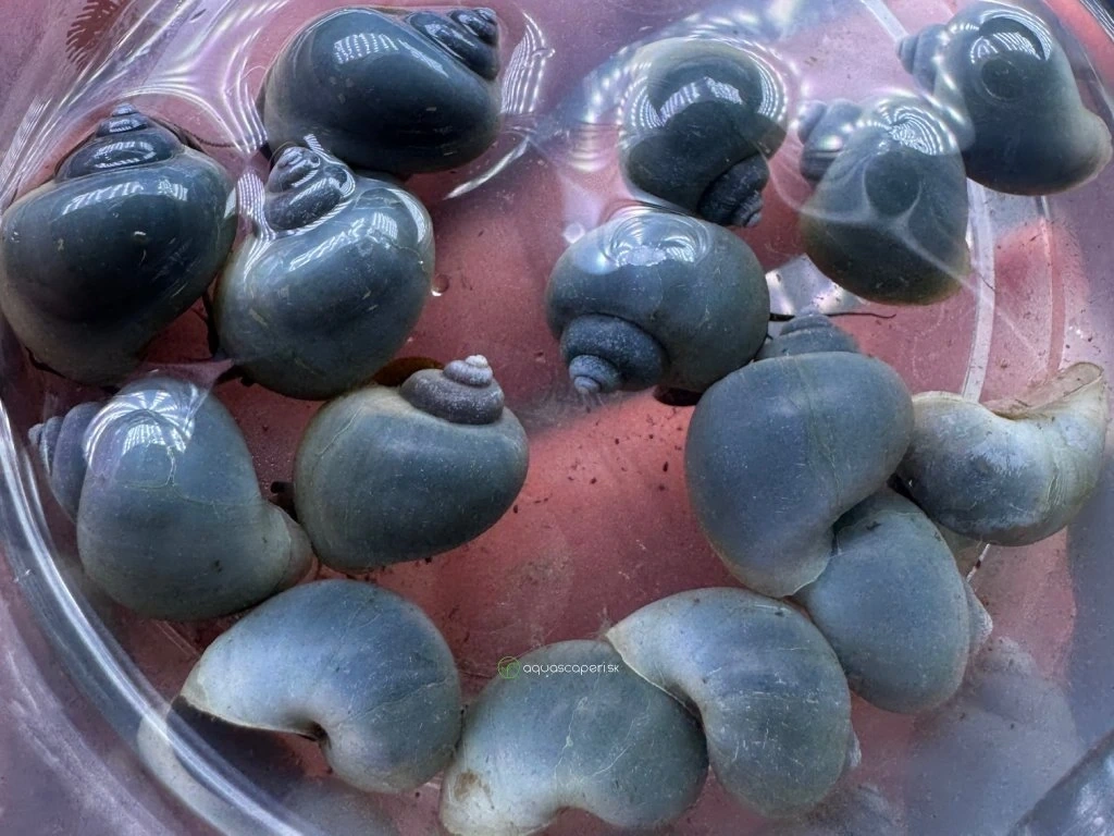 Slimák Ampulária modrá - Ampullaria australis / blue