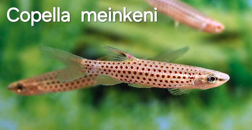 Štíhlotelky - Copella meinkeni