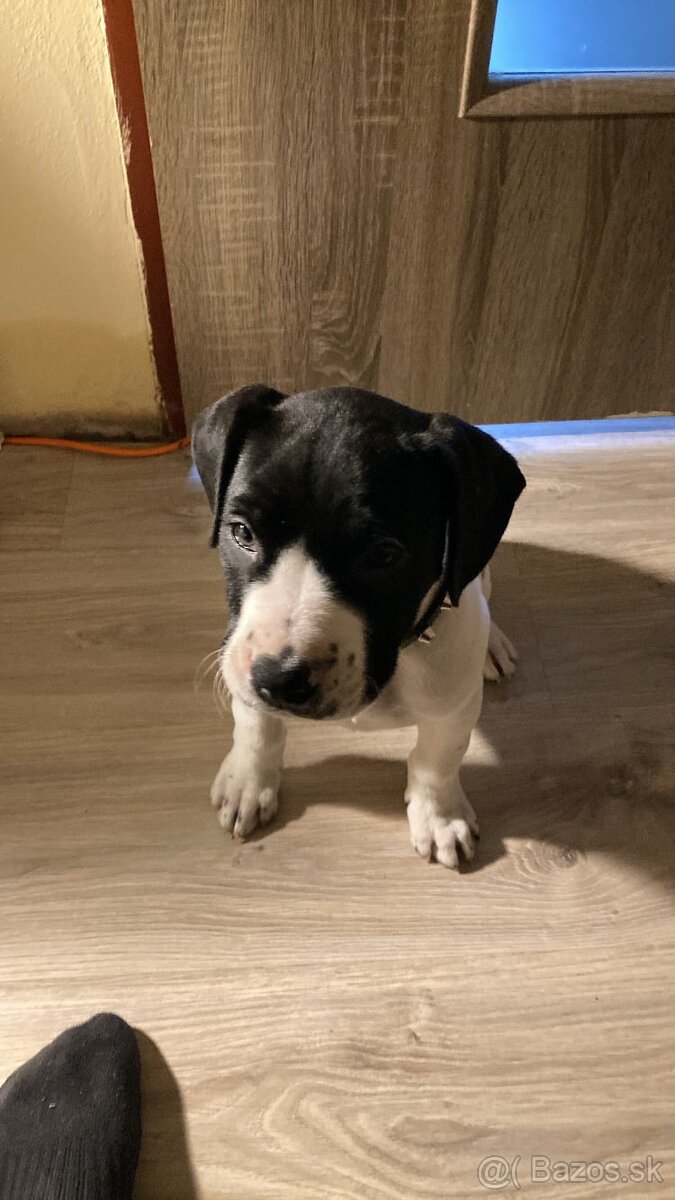 Americký stafordšírsky teriér