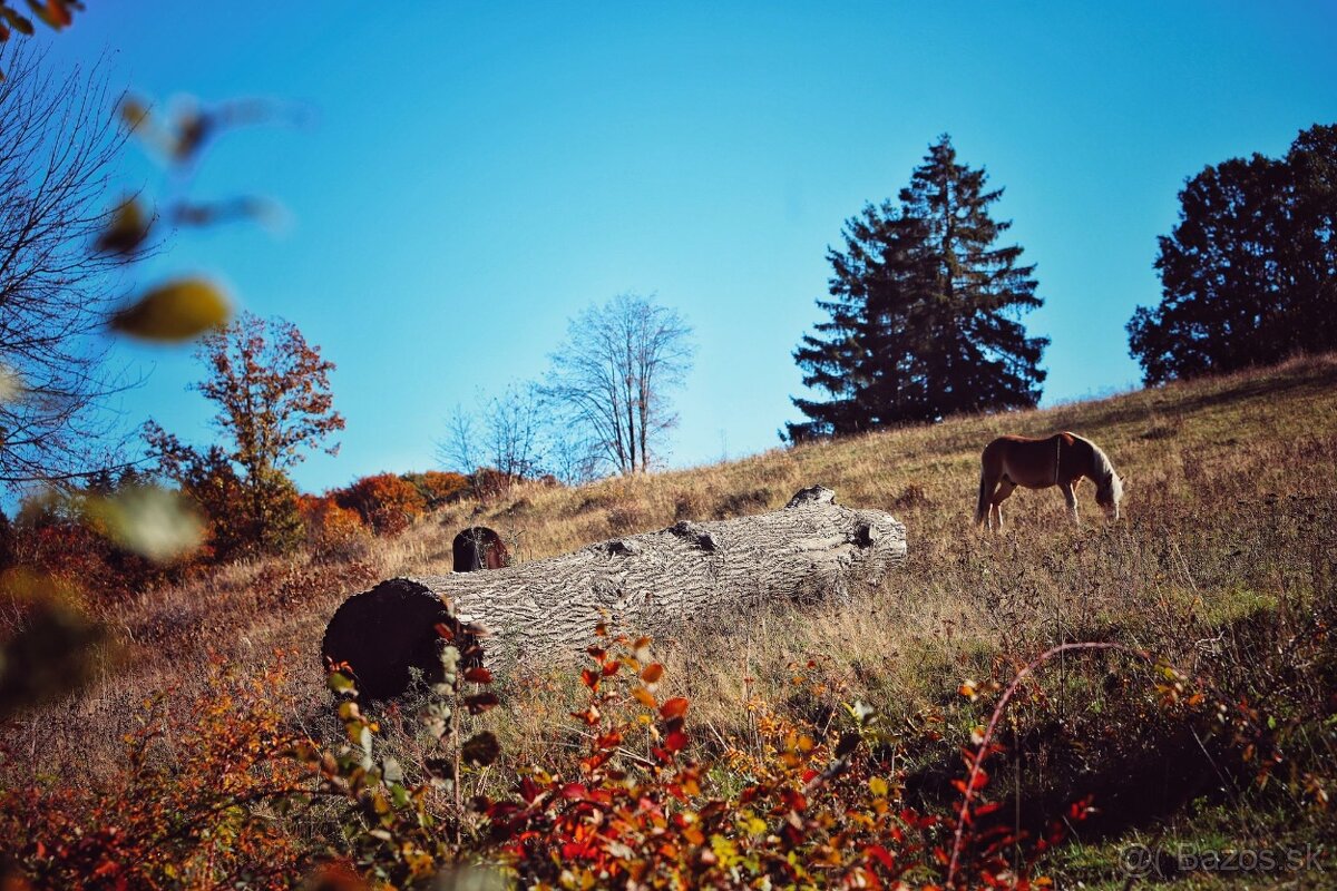 Pastvinové ustajnenie