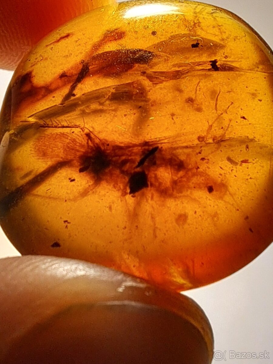 Jantár s veľkým hmyzom