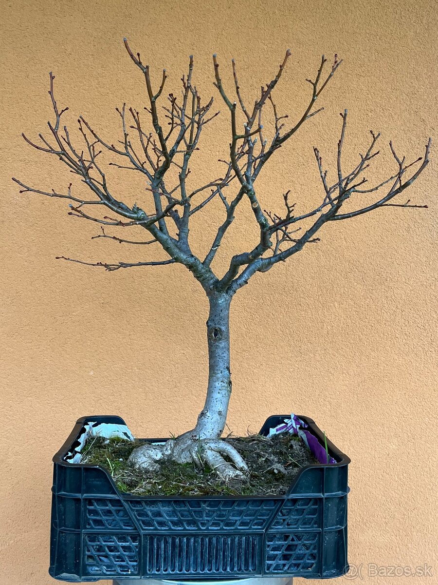 Bonsai 10 ročna Lipa