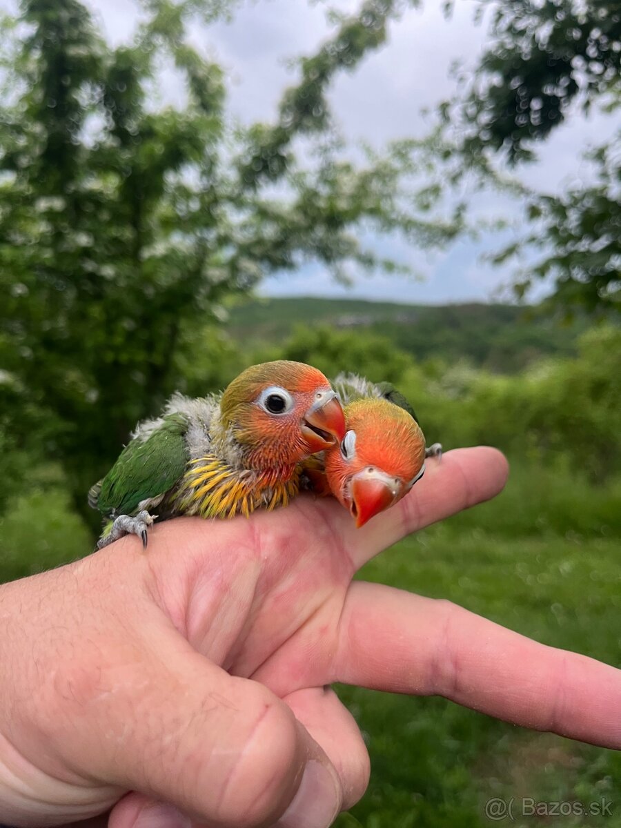 AGAPORNIS FISHER Maznačik-krotký