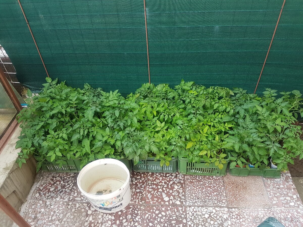Predaj priesady/sadenice/planty paradajka, paprika, uhorka