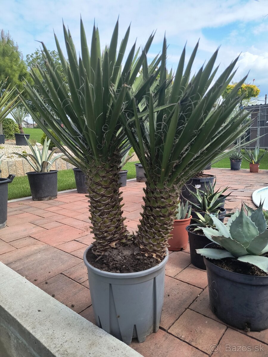 Yucca filifera