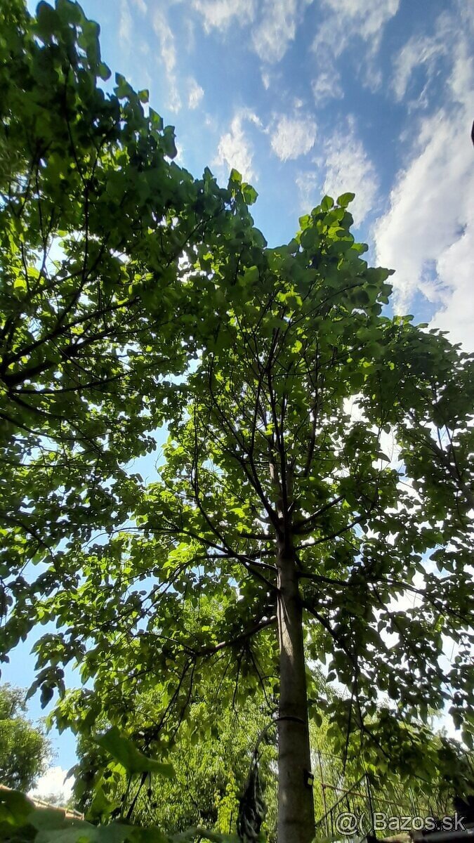 Cisarsky strom Paulownia a Aloe vera