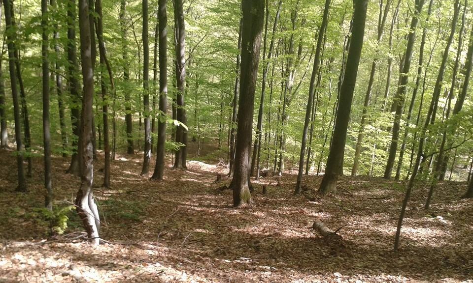 Banské a Sačurov - 1.840 m2 - LESNÉ POZEMKY (URBÁR)