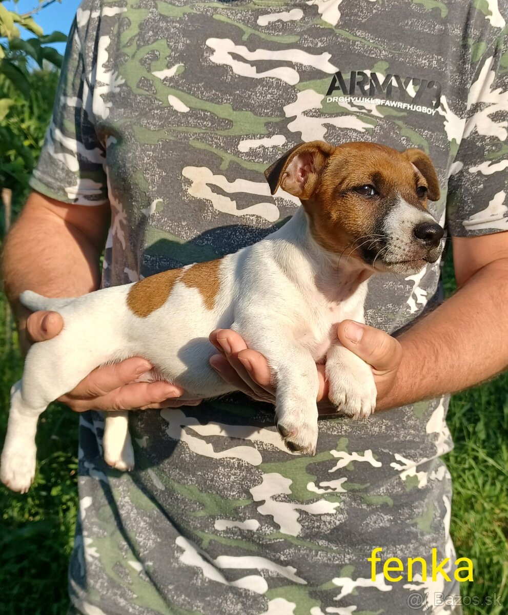 Jack russel terier šteniatka