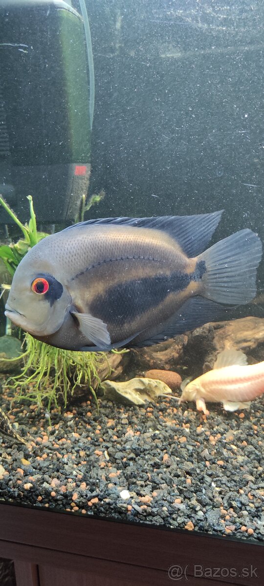 Americké cichlidy