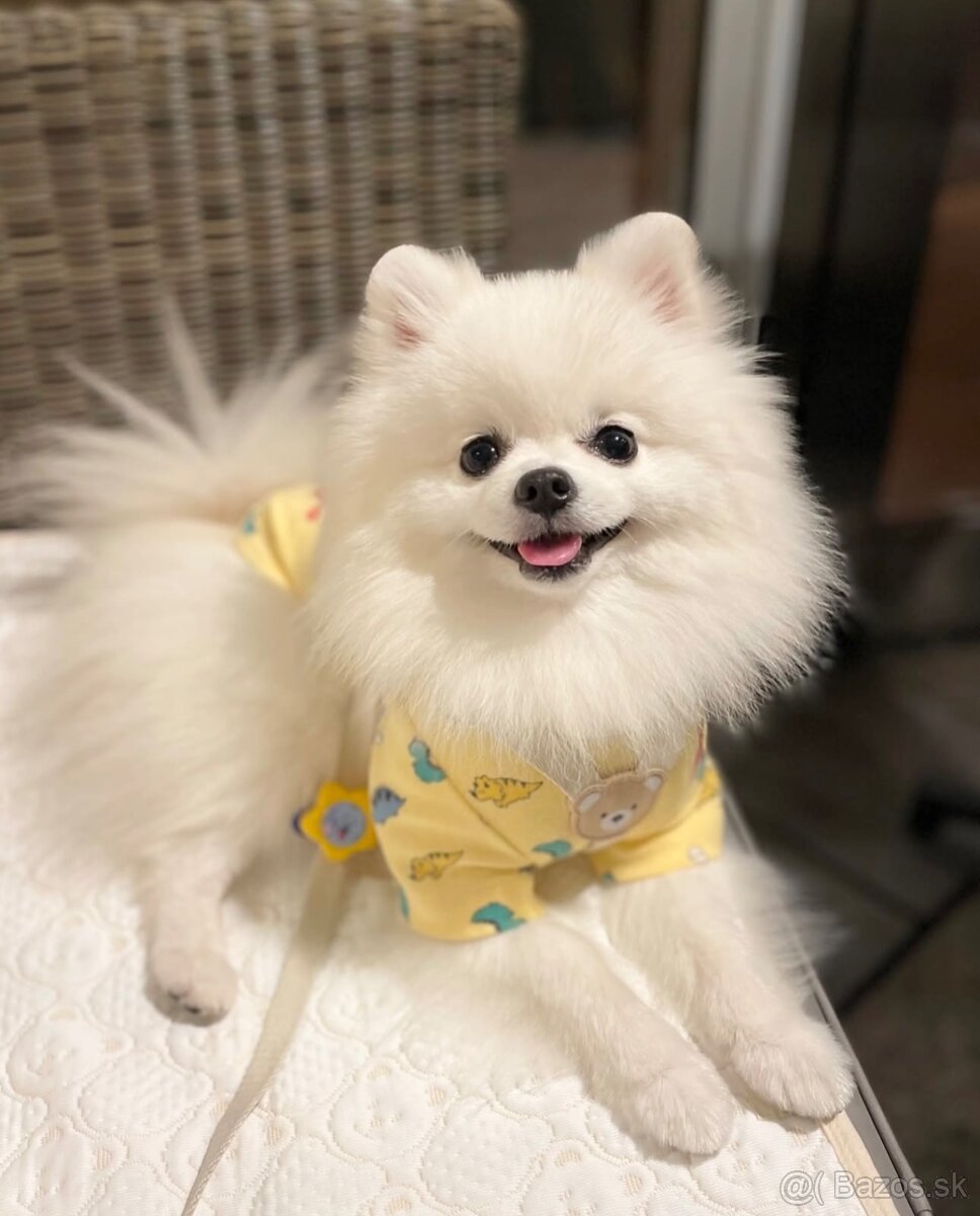 Pomeranian - špic
