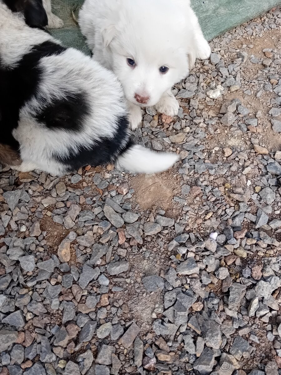 Šteniatka bordokoli