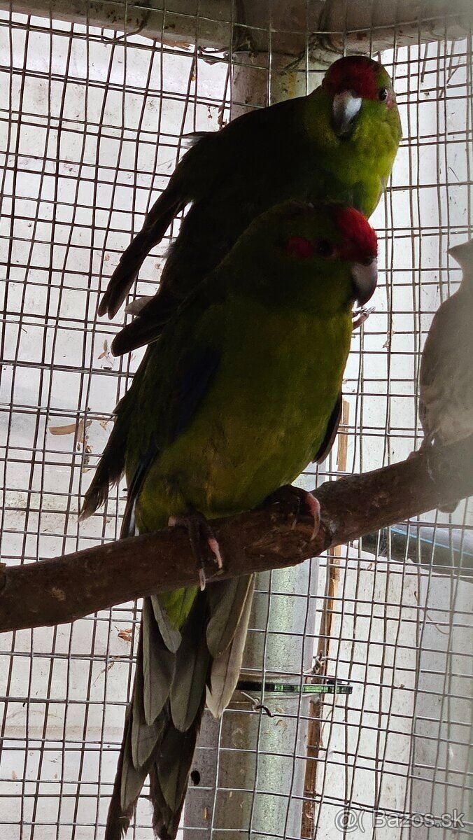 Predám/vymením kakariky čč, 2ks 2025, zelené