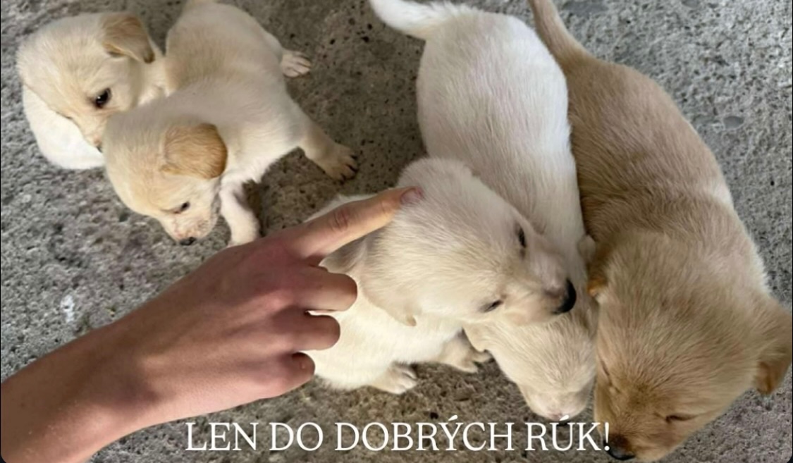 Darujem šteniatka – kríženci labradora a zlatého retrievera