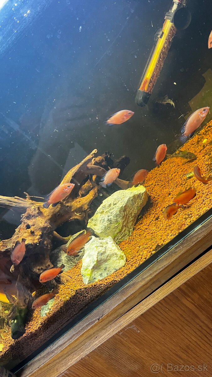 Ostrieziky červené