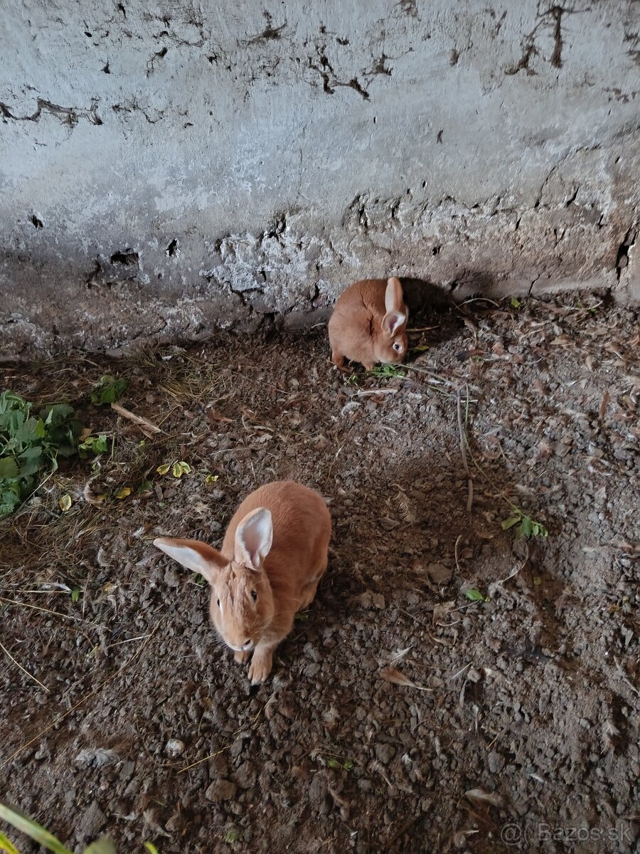 Predám králiky alebo vymením dom vajička