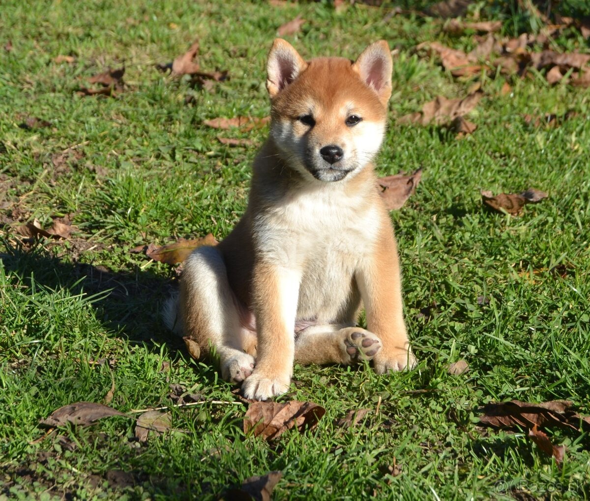 Shiba inu  s PP  /FCI /