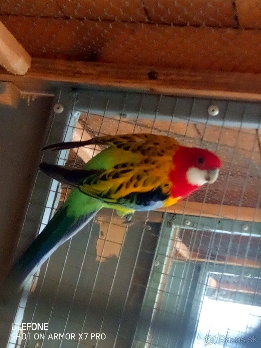 Rozela goldmantel štepák