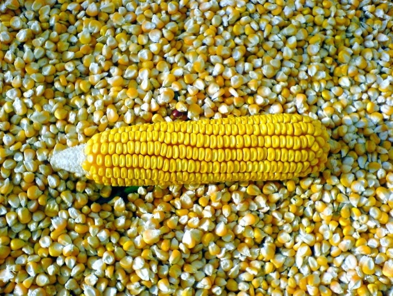 Predám kukuricu a pšenicu