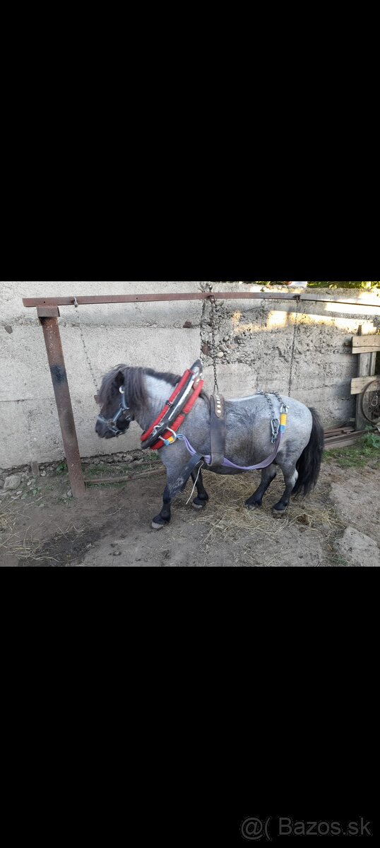 Mini pony