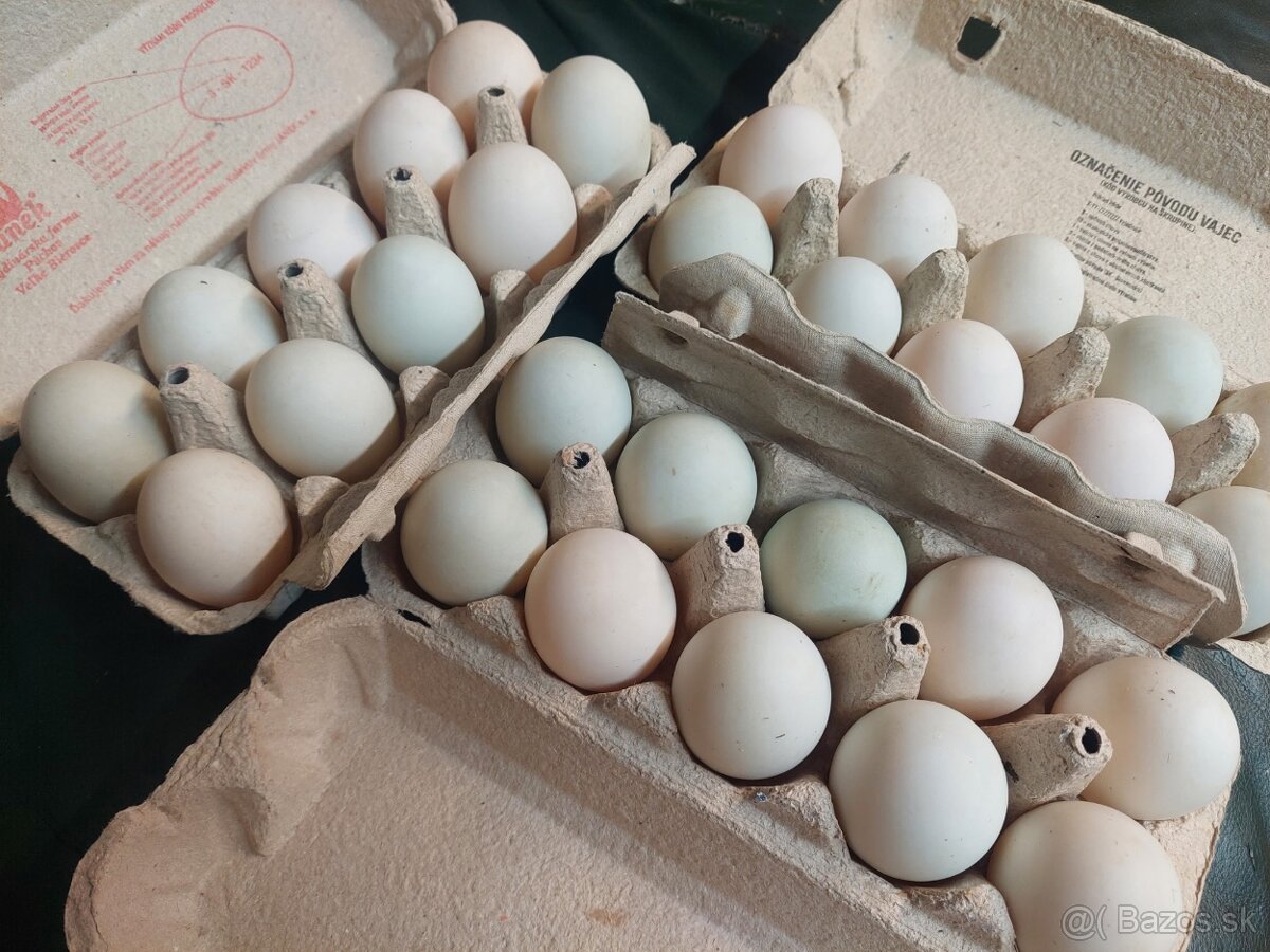 Nasadove vajcia Indický bezec