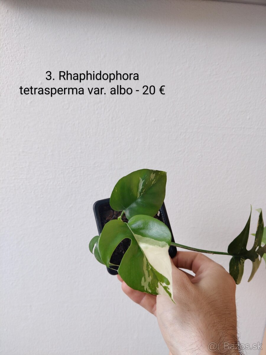 Rhaphidophora tetrasperma var. albo