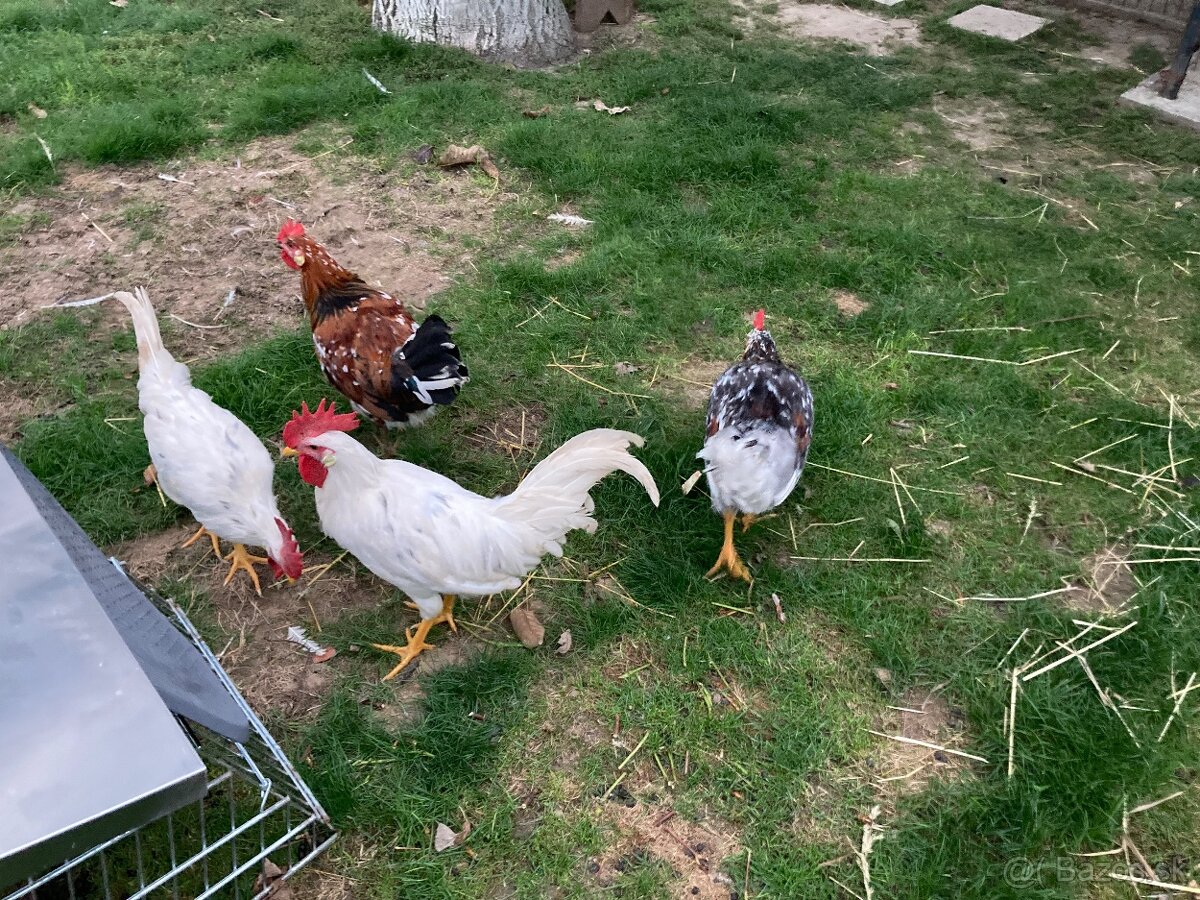 Predám kohútov Švédska kvetina a Leghorn 19 tyždňov