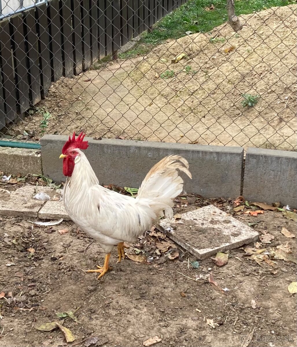 Predám kohútov Švédska kvetina a Leghorn 6 mesiacov