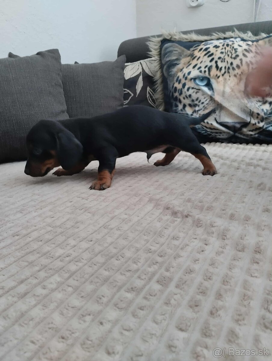 Trpaslíči jazvečík