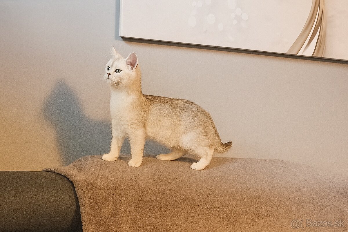 Britska Silver mačička