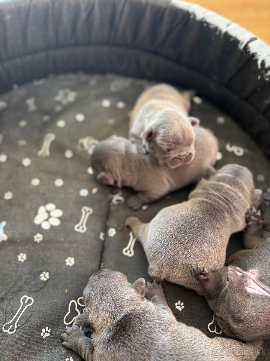 Francúzsky buldoček modré šteniatka