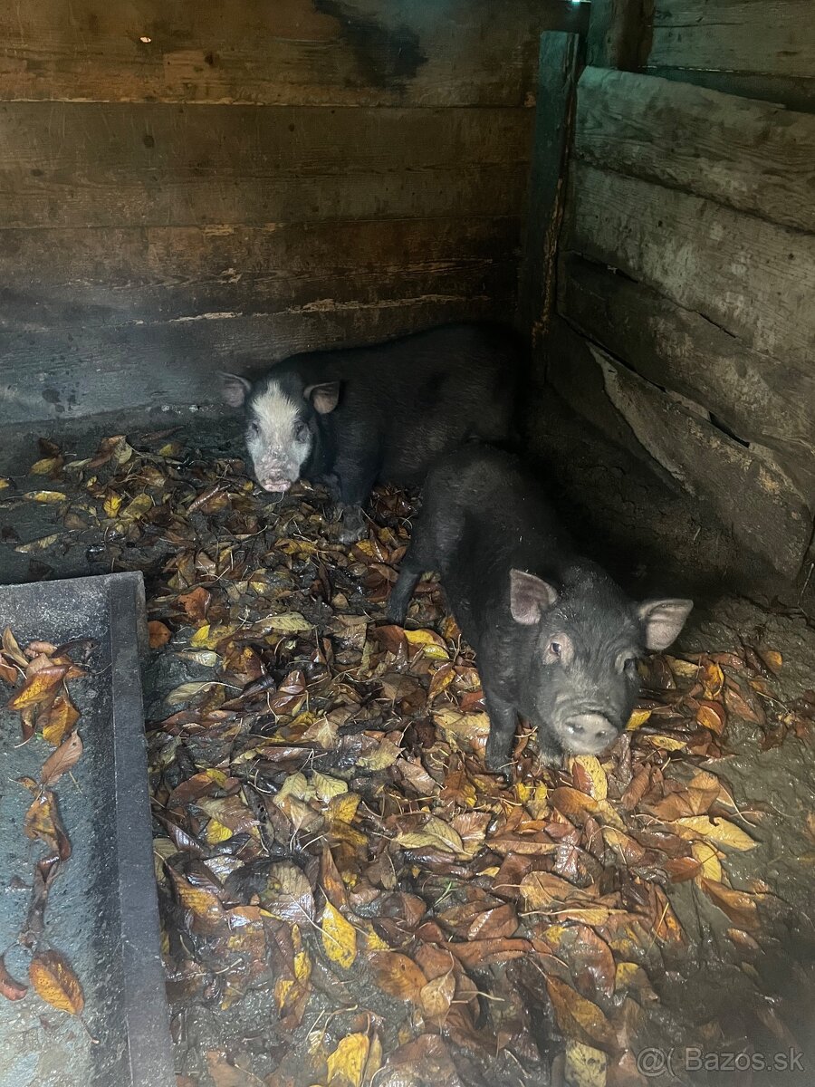 Predam vietnamske prasiatka