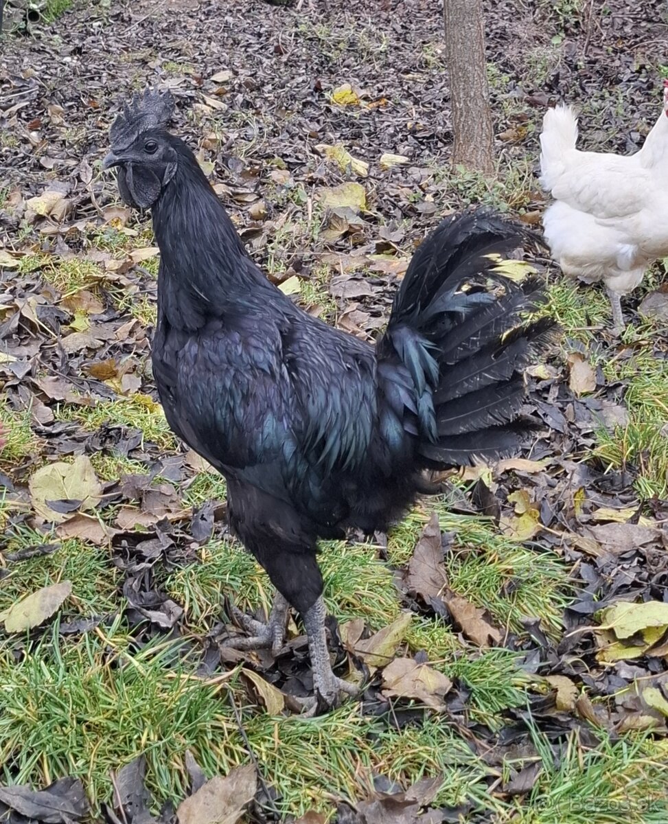 Ayam cemani