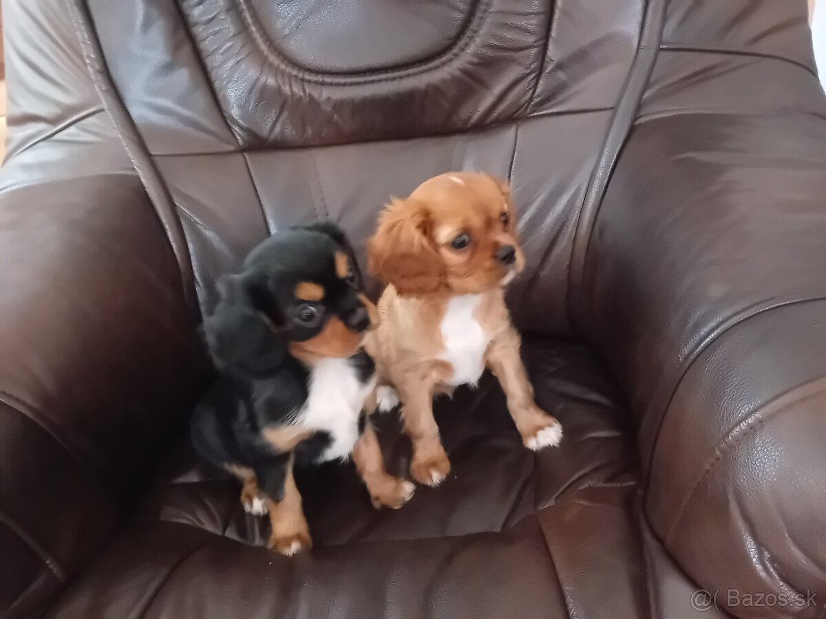 Cavalier charles king španiel