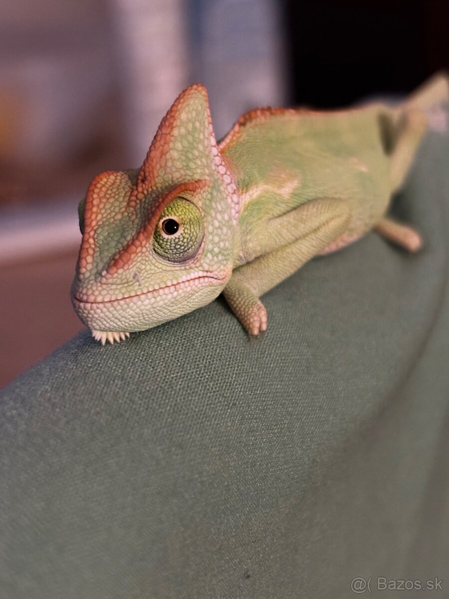 Chameleón jemensky